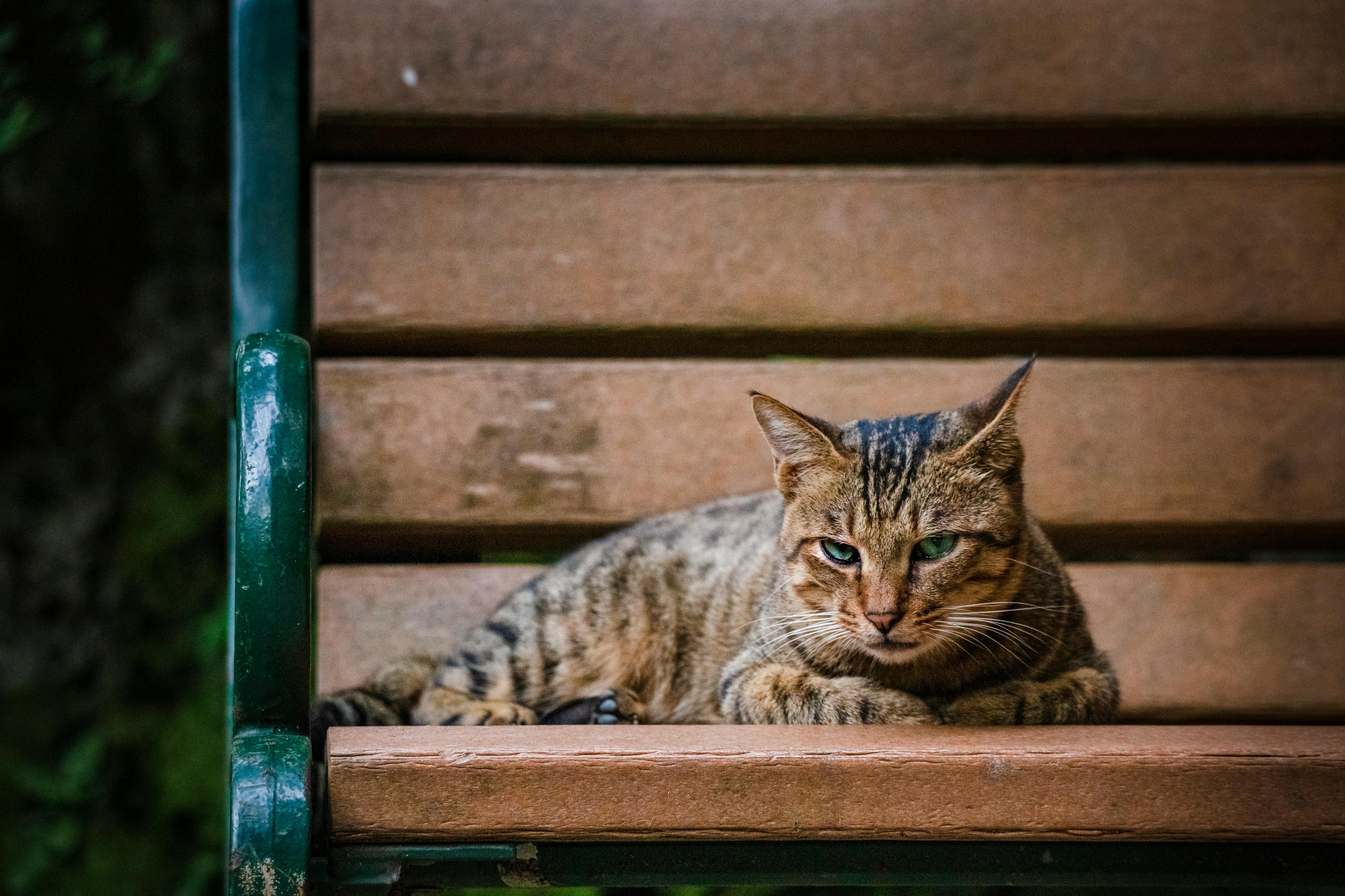 Cat On Bench Free Stock Photo