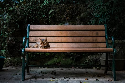 一只猫在公园的长椅上放松，享受着阳光明媚的一天，周围是郁郁葱葱的绿色植物