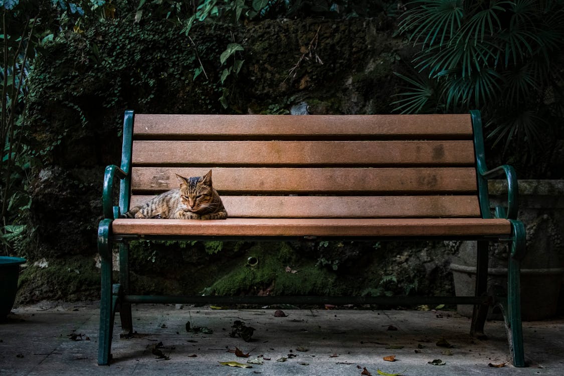 Imagine de stoc gratuită din bancă, bancă de lemn, bancă din parc