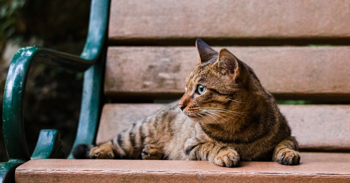 Brown Cat Brown cat: a brown tabby resting on a wooden park bench outdoors