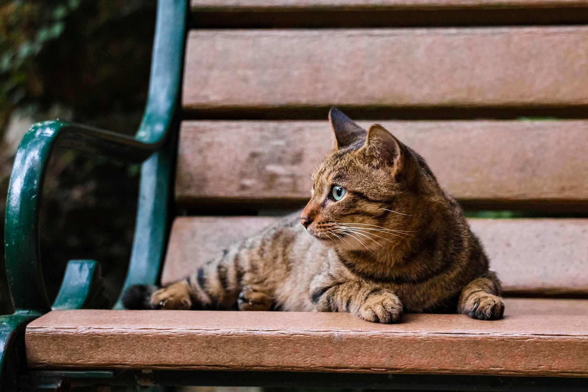 Photo of Brown Tabby Cat on Park Bench looking Away