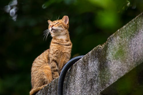 Imagine de stoc gratuită din adorabil, animal, animal de casă