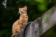 一只虎斑猫在绿意盎然的石壁架上，静静地晒着太阳