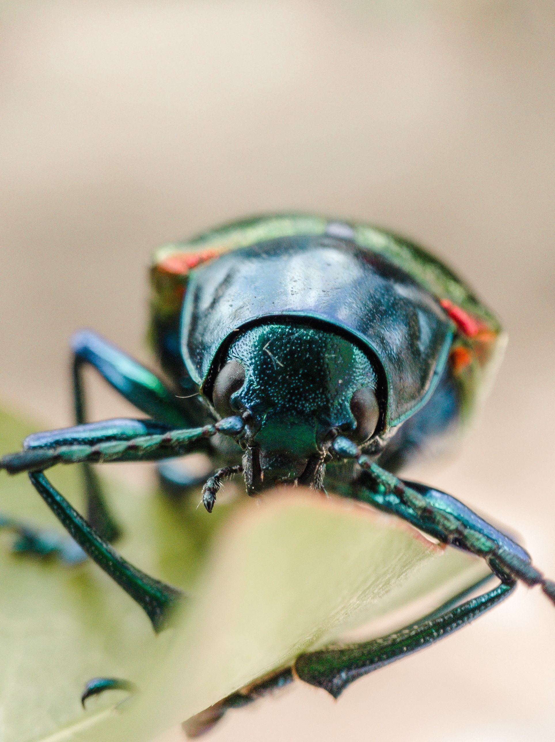 Vibrant macro photo of a jewel beetle with iridescent colors perched on a leaf.