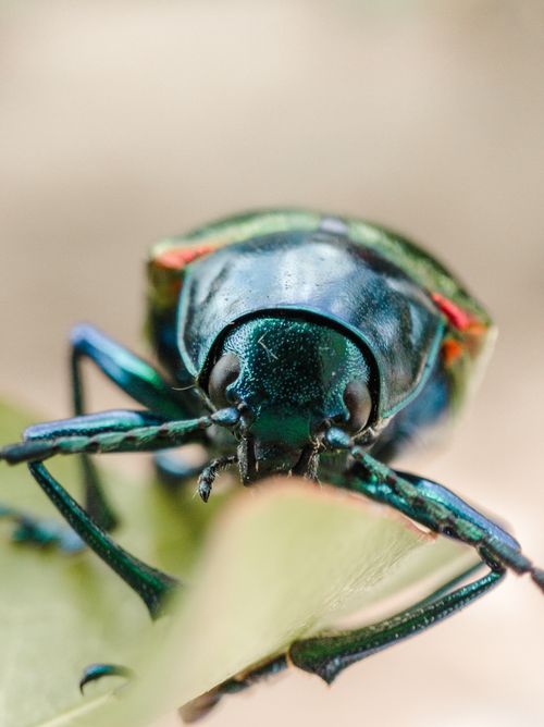 Free Vibrant macro photo of a jewel beetle with iridescent colors perched on a leaf. Stock Photo