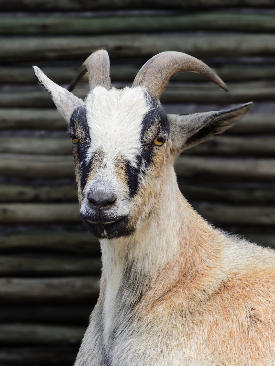 Close Up Portrait Of A Domestic Goat Outdoors Free Stock Photo close-up-portrait-of-a-domestic-goat-outdoors-free-stock-photo