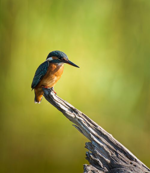 Free Vibrant common kingfisher perched on a branch in natural setting. Stock Photo
