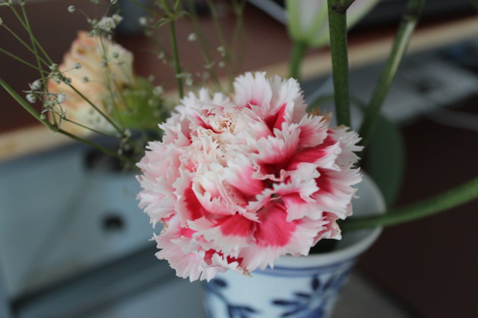 Free stock photo of carnation, desk, flowers