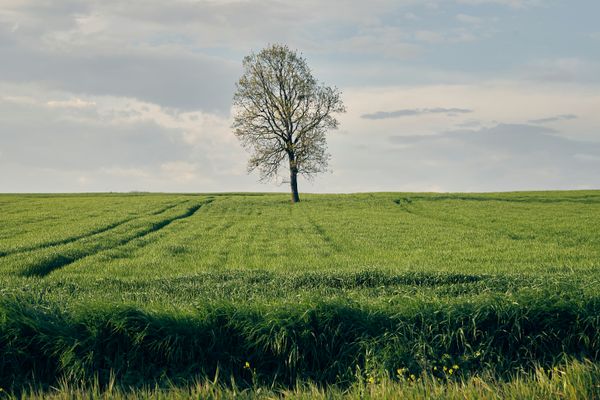 A Tree in the Middle of a Field · Free Stock Photo