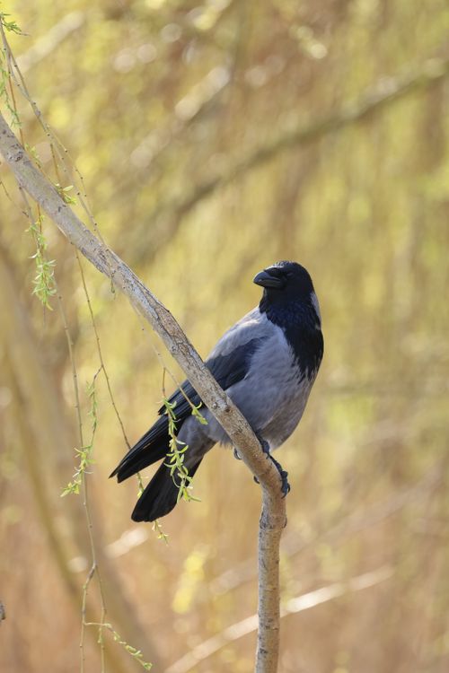 Free A hooded crow perched on a tree branch with a blurred natural background. Stock Photo