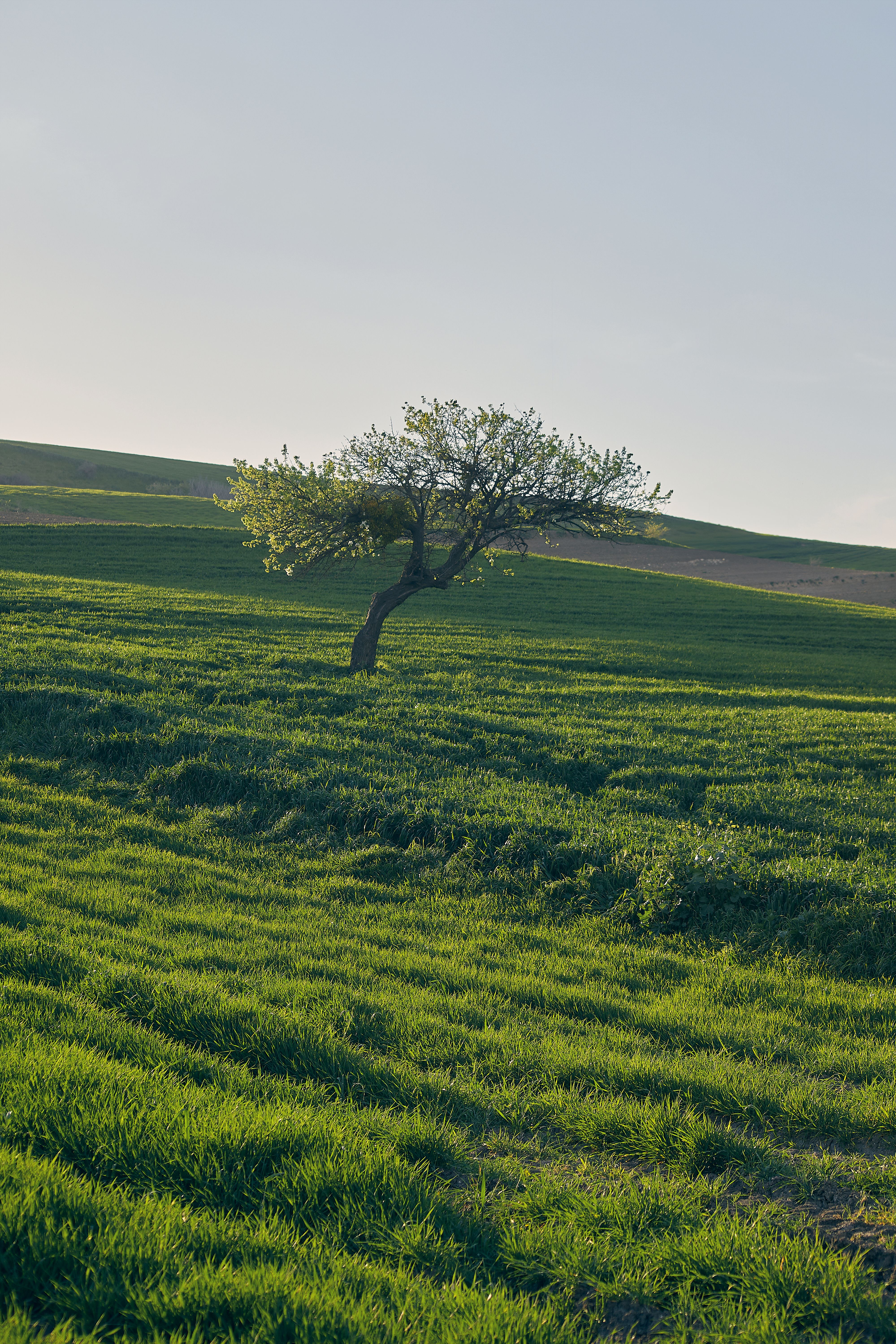 Lone Tree in Verdant Spring Field Landscape · Free Stock Photo