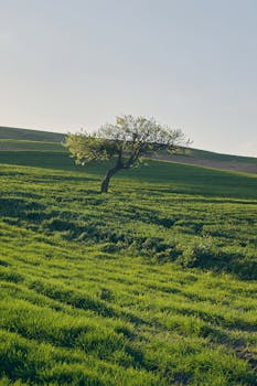 A solitary tree stands in a lush green field under a clear spring sky, embodying tranquility.