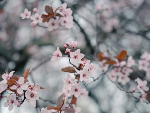 Free Close-up of pink cherry blossoms on a tree in spring with a soft focus background. Stock Photo