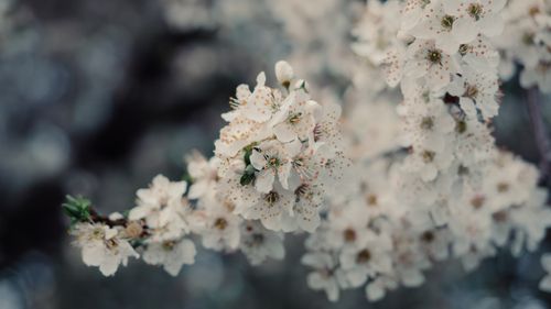 Free A serene close-up of white cherry blossoms capturing the essence of spring. Stock Photo