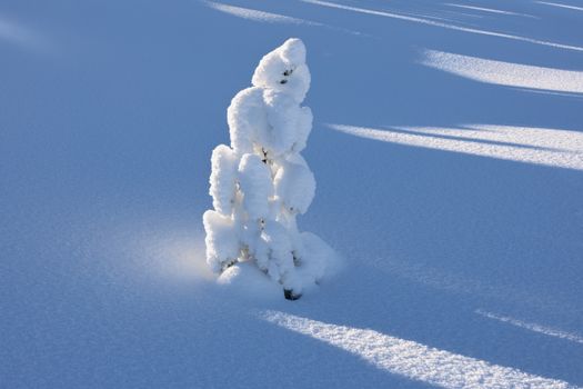 A serene snow-covered tree in the winter landscape of Vuostimo, Finland.