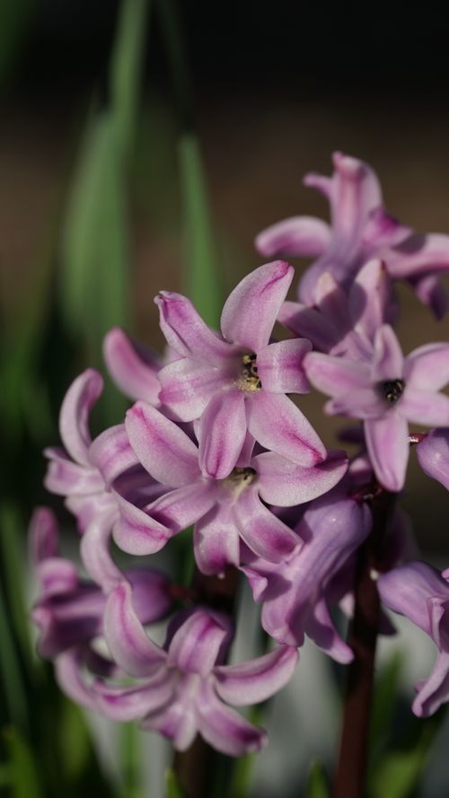 Free Beautiful close-up of vibrant Hyacinthus flowers basking in the Geneva spring sunlight. Stock Photo