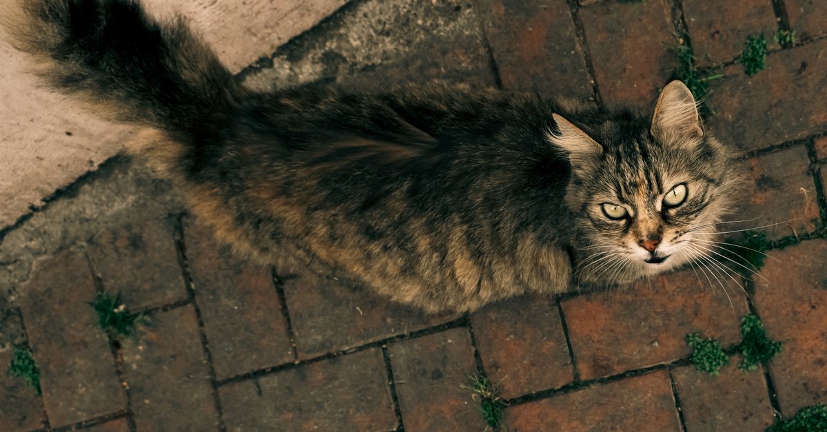 Rüyada Zihinsel Uyanıklık Hissi - Rüya Tabiri ve Anlamı - A top-down view of a street cat on a brick pathway in Bursa, Türkiye. The cat's piercing gaze creates a captivating image.