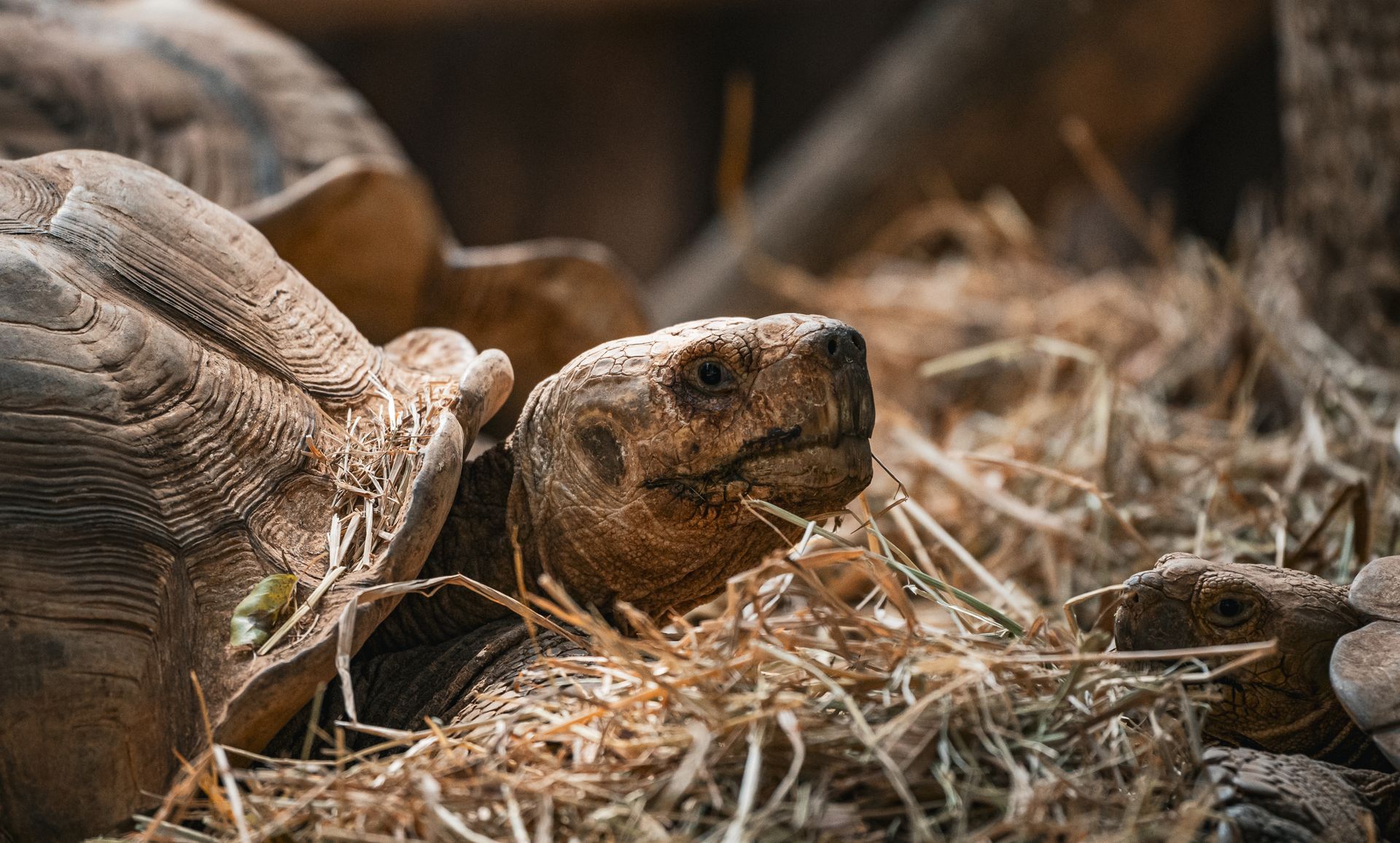 Close-up view of turtles resting among straw in a natural habitat in Thailand.