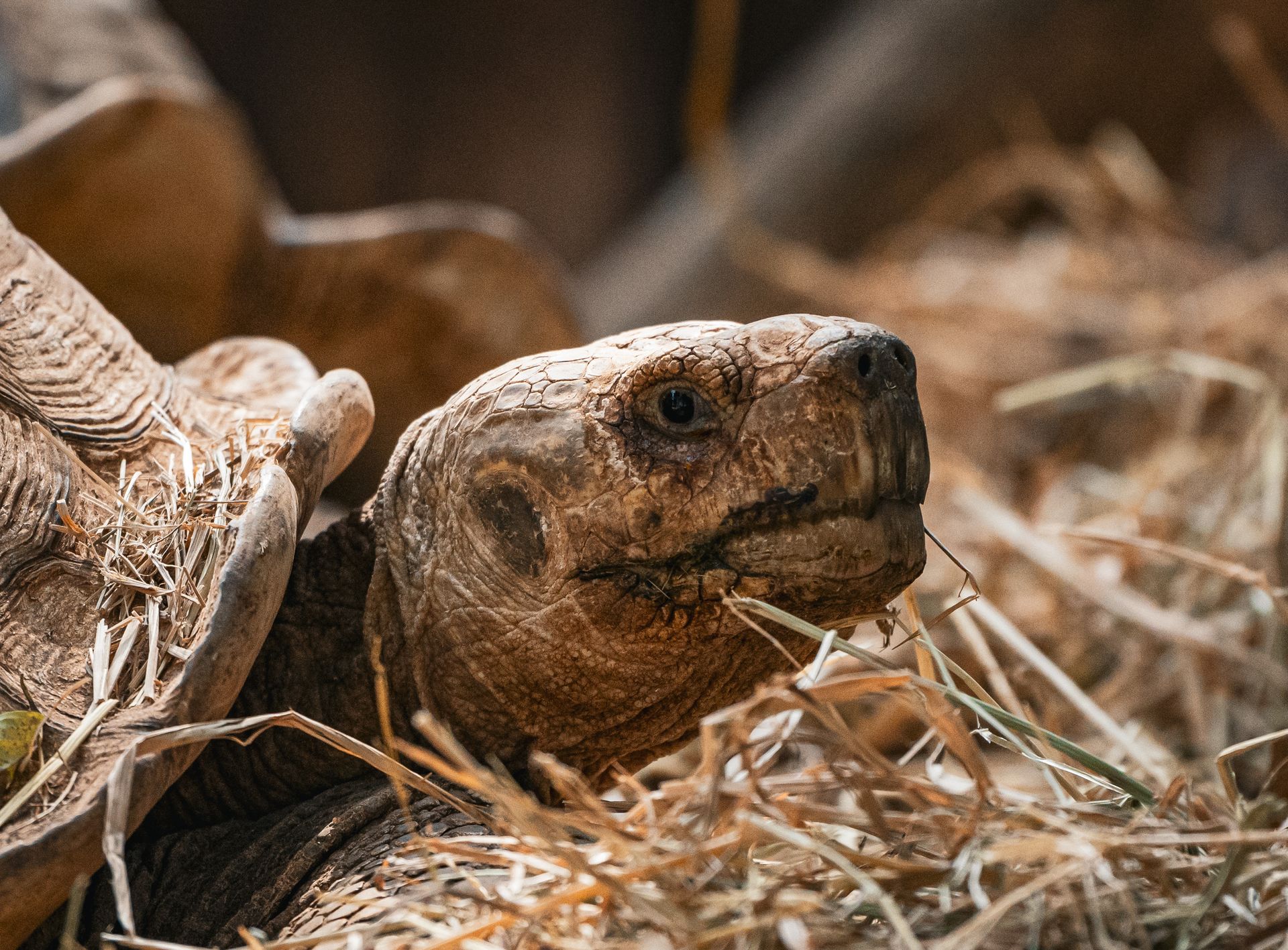 Detailed close-up of a tortoise resting in straw, showcasing its textured skin in a natural habitat in Thailand.