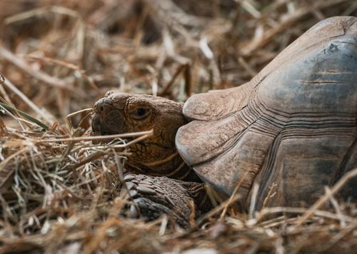 Free Detailed image of a turtle nestled amongst dry grass in Thailand's outdoors, showcasing nature's textures. Stock Photo
