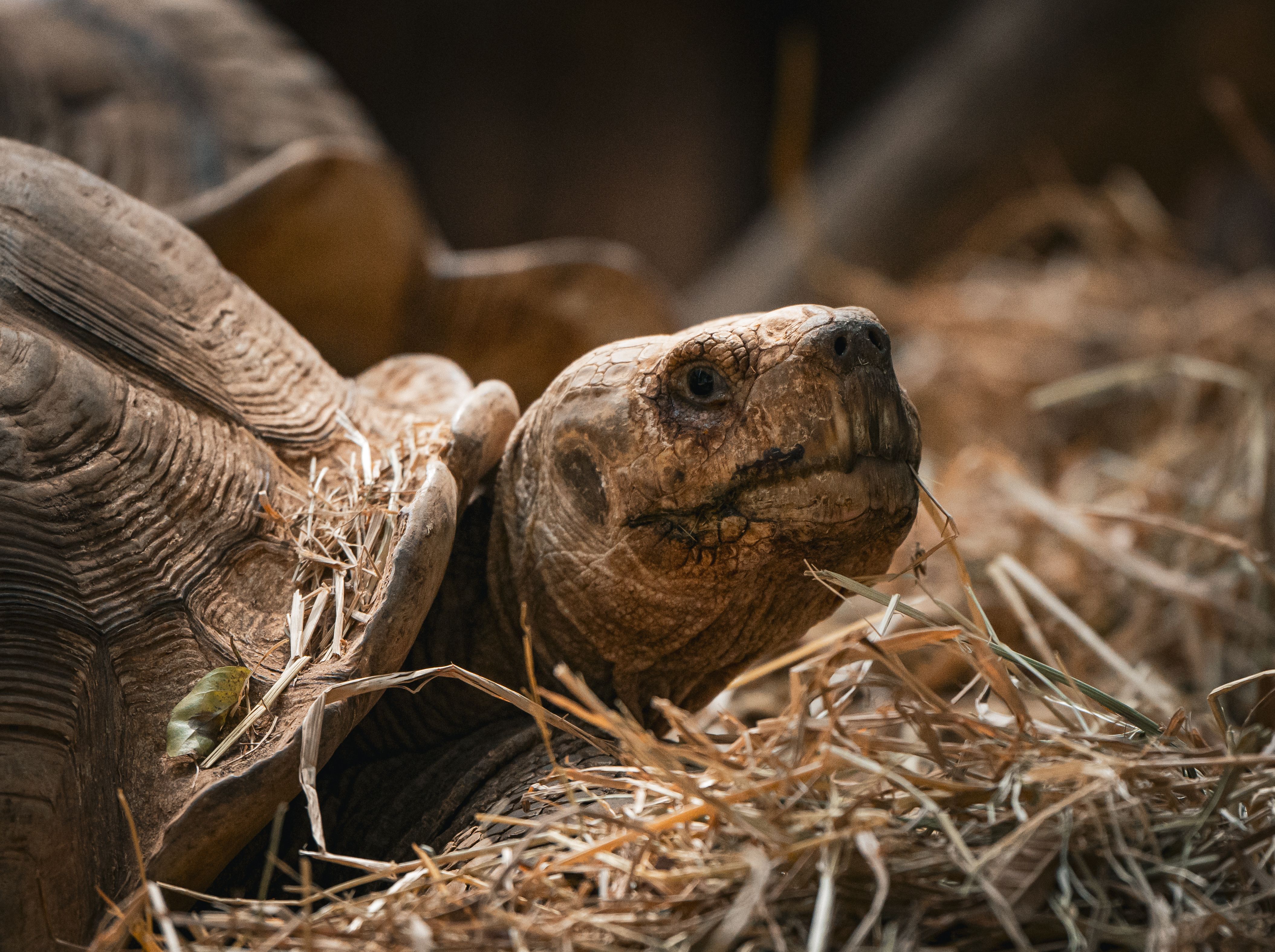 Close-up of a Tortoise in Natural Habitat · Free Stock Photo