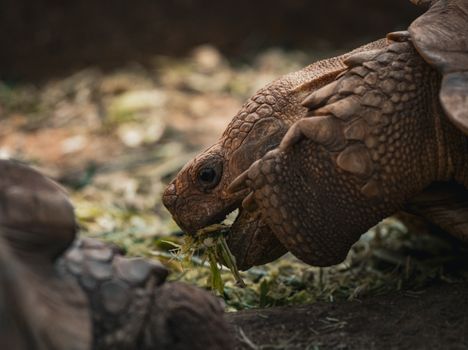Detailed shot of a tortoise munching on grass, showcasing its textured shell and skin, in a natural setting.