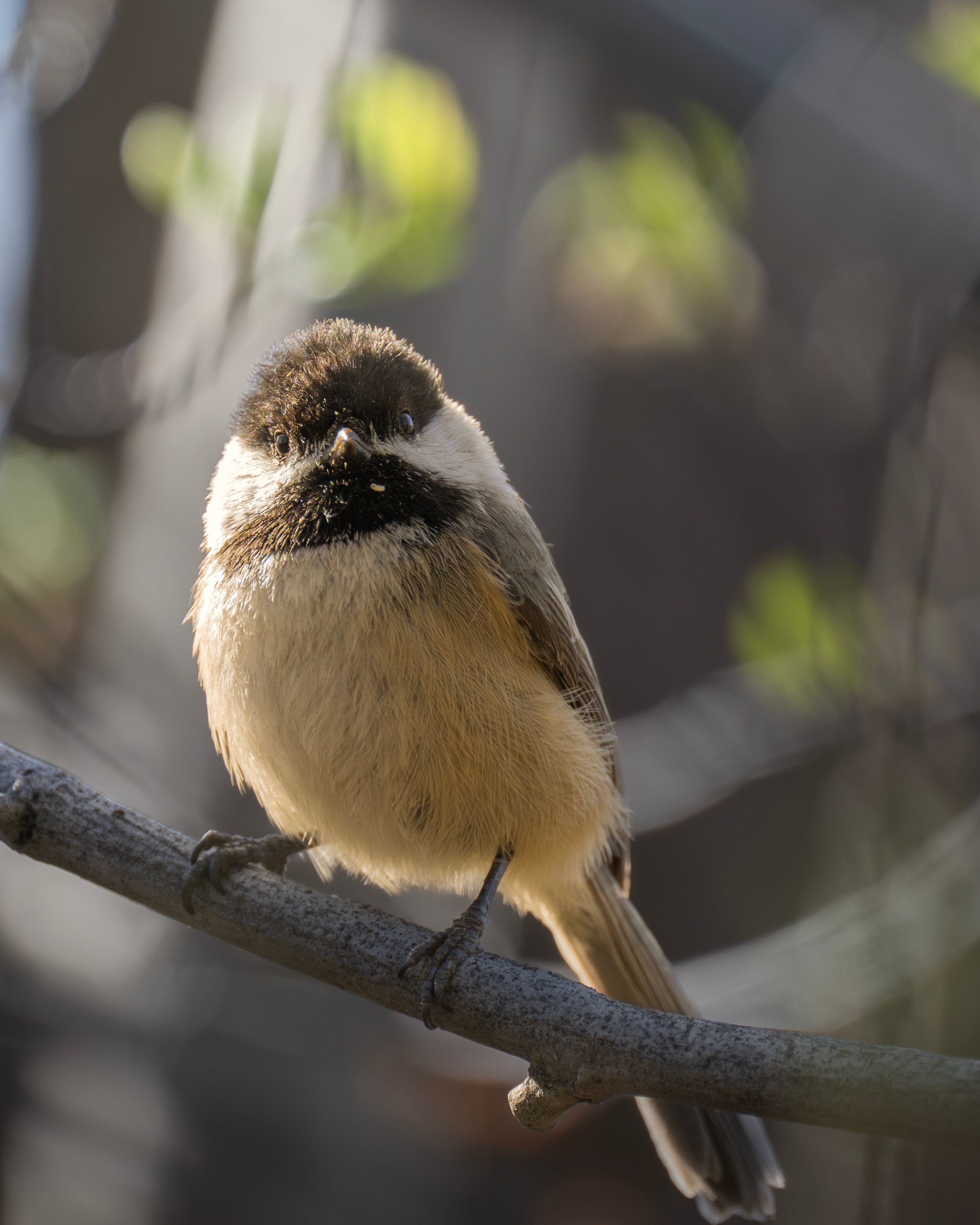 Close-up of a Black-capped Chickadee on a Branch · Free Stock Photo