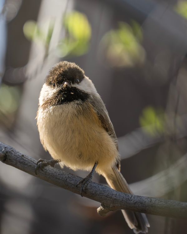 Capped Close-up of a Black-capped Chickadee on a Branch · Free Stock Photo
