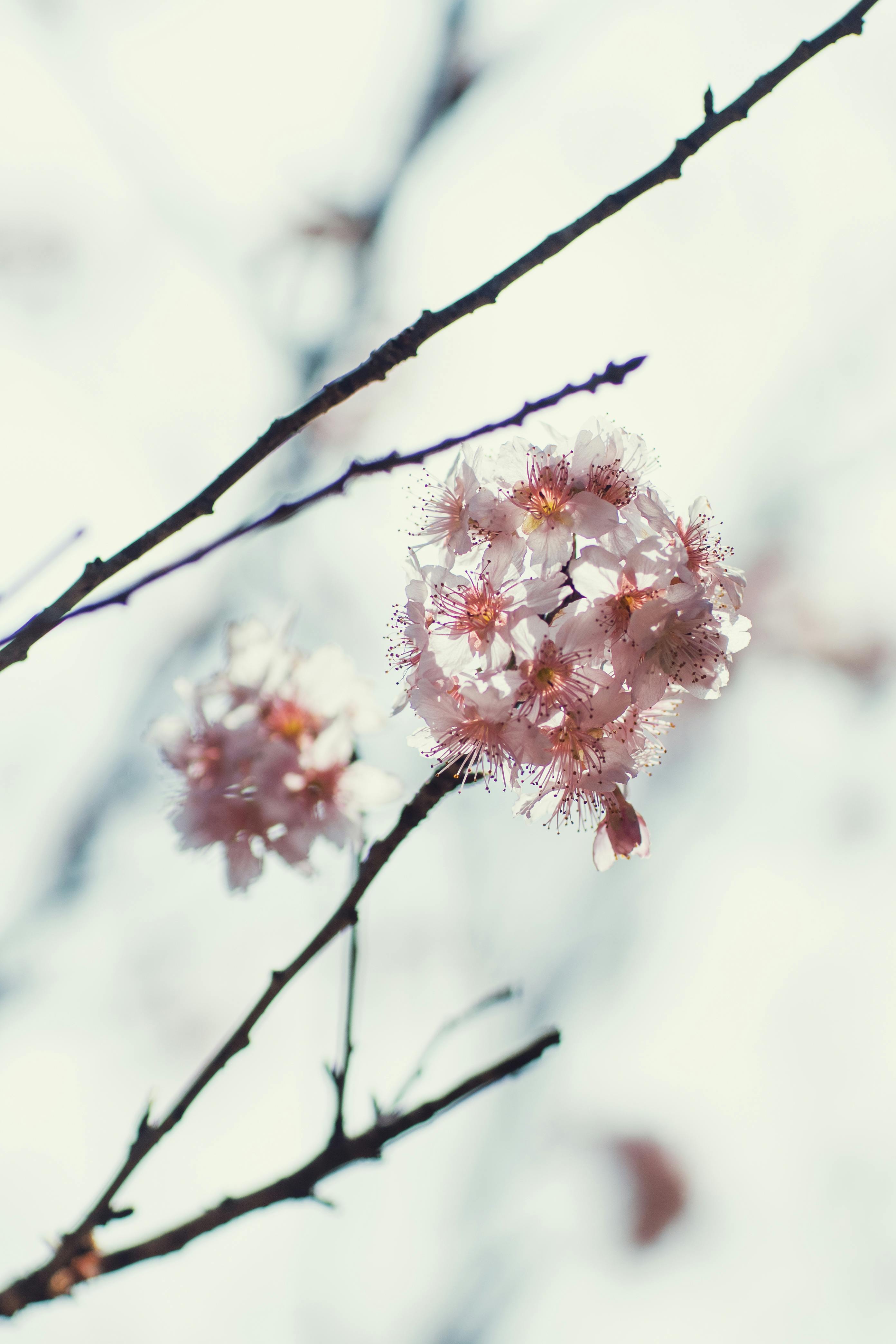Beautiful cherry blossoms blooming on branches against a bright sky, signaling the arrival of spring.