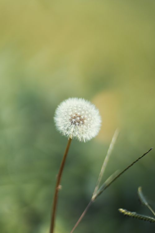 Free A serene close-up of a dandelion puff with a blurred green background, perfect for nature themes. Stock Photo