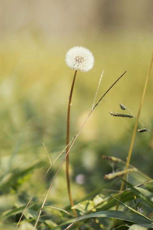 Free Close-up of a dandelion seed head in a grassy field on a sunny day. Stock Photo