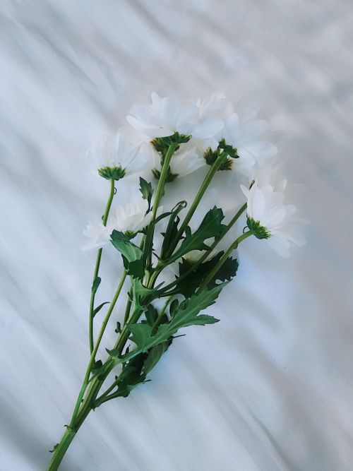 Free A beautiful bouquet of white daisies resting on a soft fabric surface, captured in natural light. Stock Photo