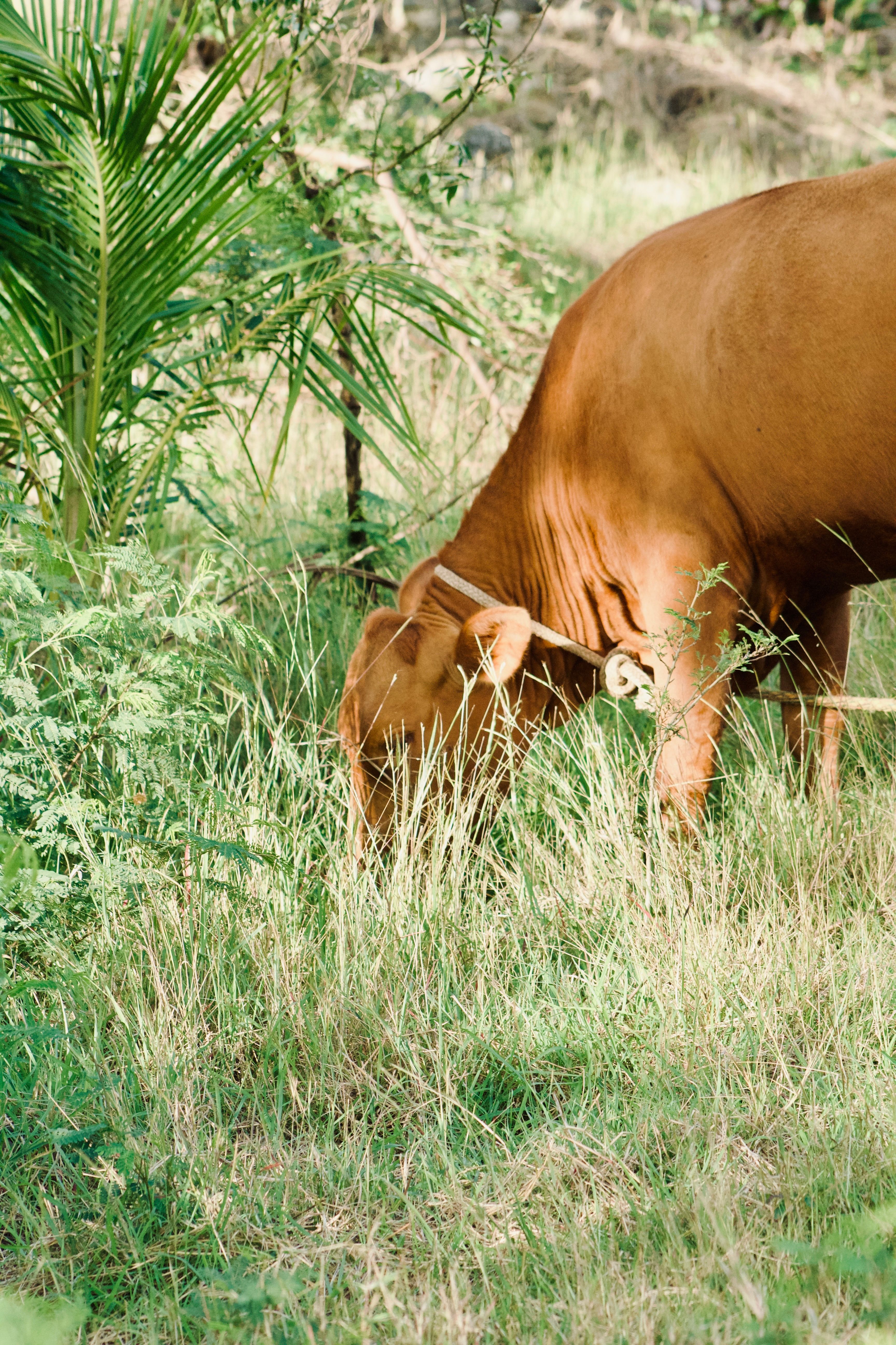 Brown Cow Grazing in Lush Green Pasture · Free Stock Photo