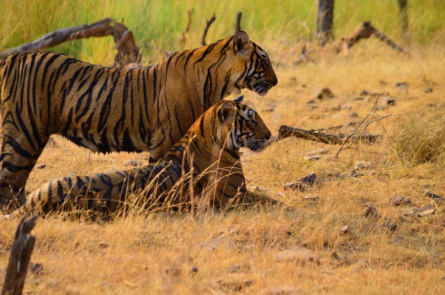 Sariska Tiger Reserve photo 3