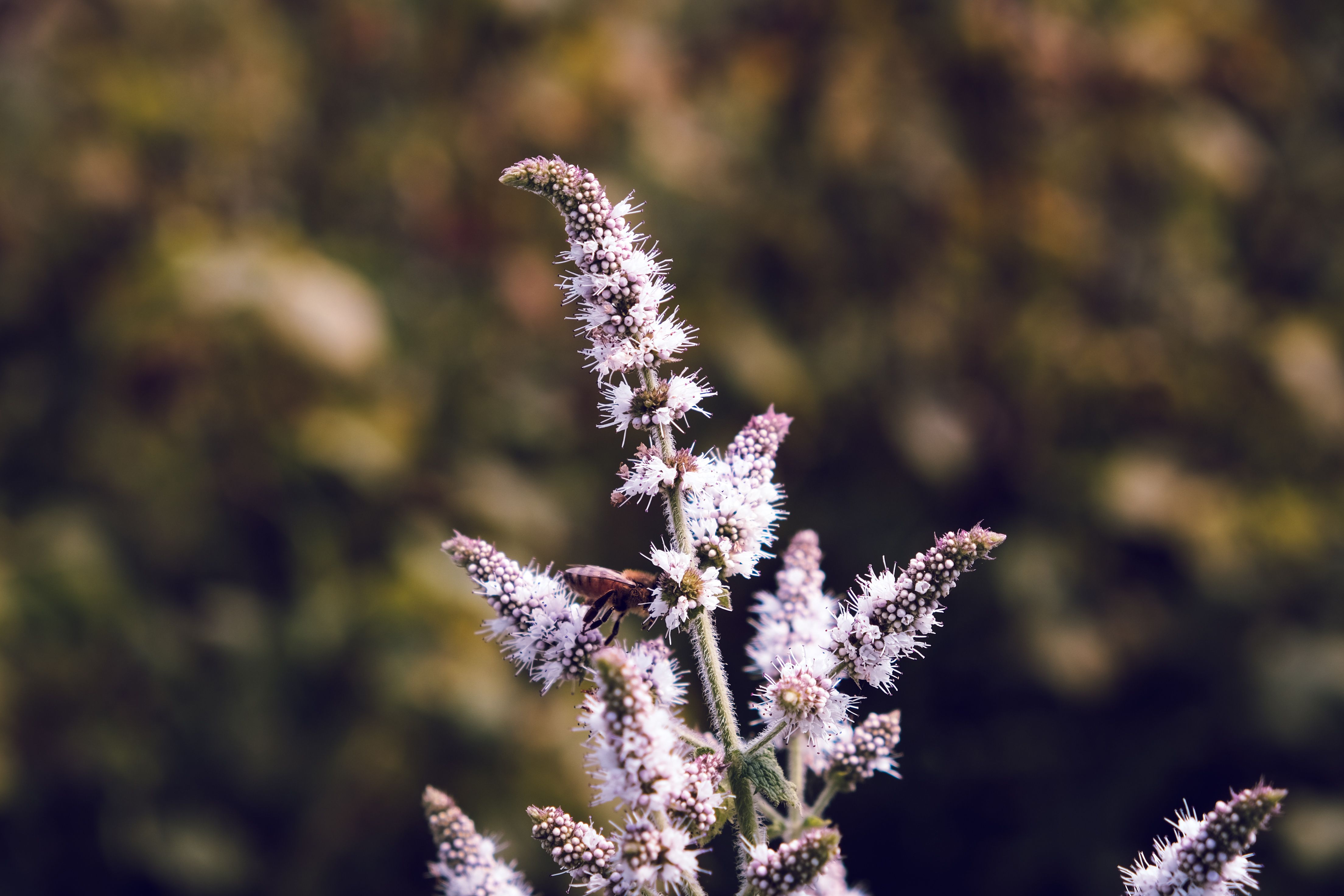 Kostnadsfria Ett bi som samlar nektar på blommande myntablommor i en trädgård med suddig bakgrund. Stock foto