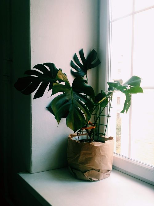 Free Sunlit monstera plant on a windowsill adds a stylish touch indoors. Stock Photo