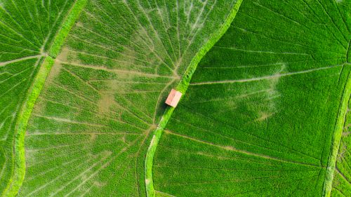 Free Dramatic aerial shot of lush green rice fields with geometric patterns and small building. Stock Photo