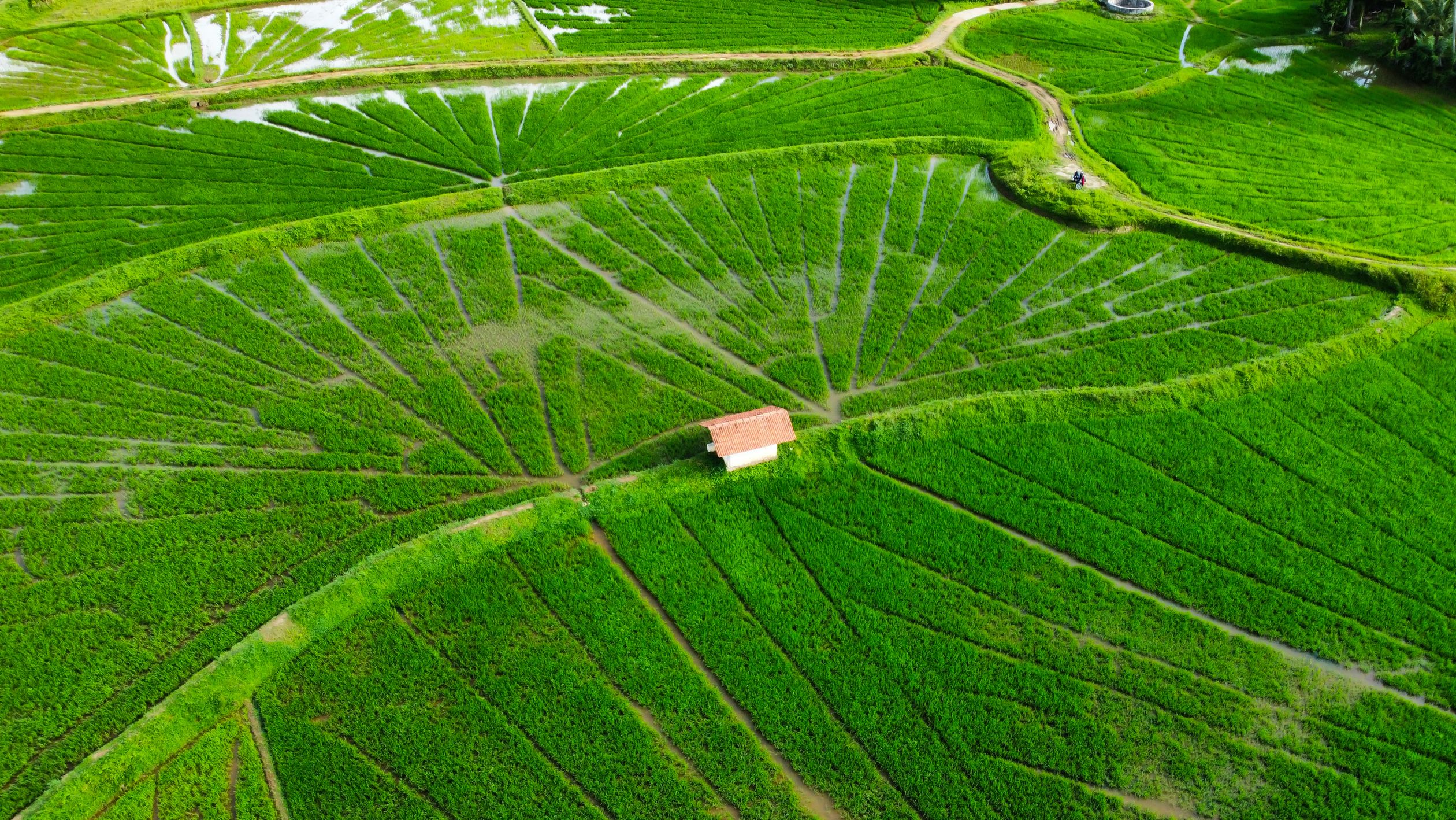 Aerial View of Lush Green Rice Fields · Free Stock Photo