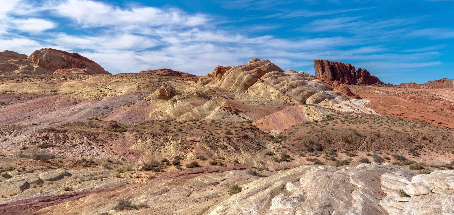 Spring wildflowers below red sandstone cliffs in southern Nevada