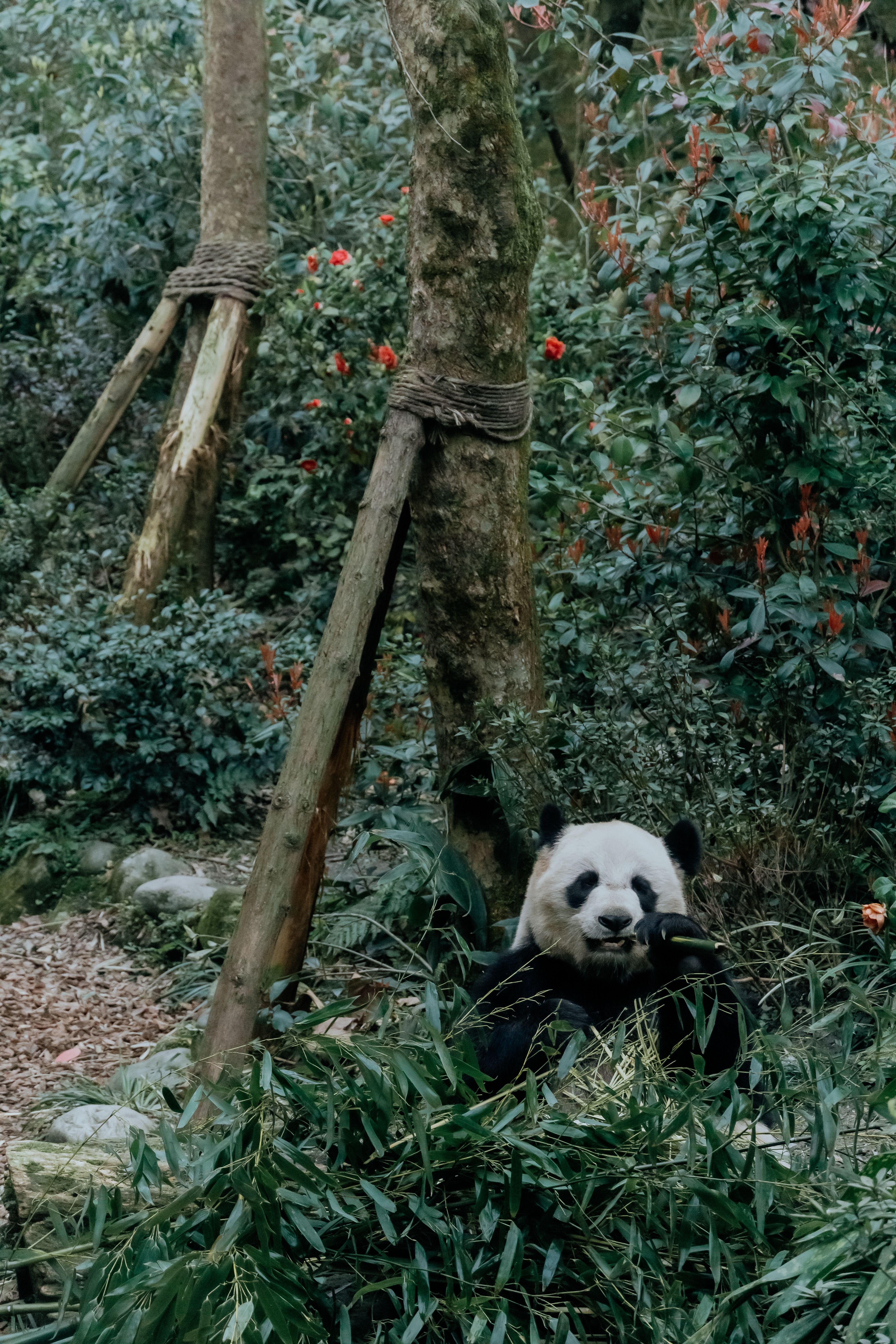 Chengdu