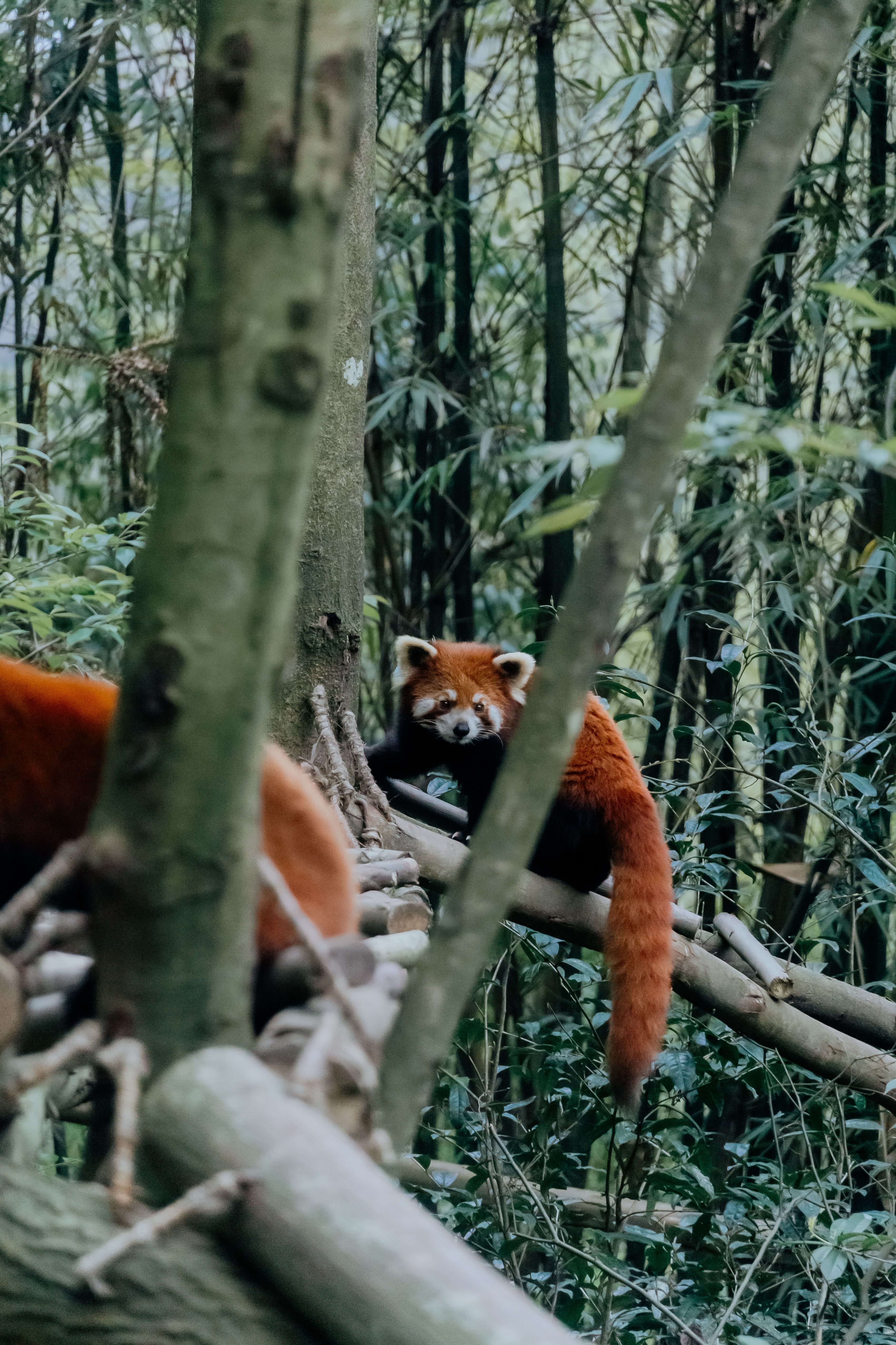 Curious Red Panda in Bamboo Forest Habitat · Free Stock Photo