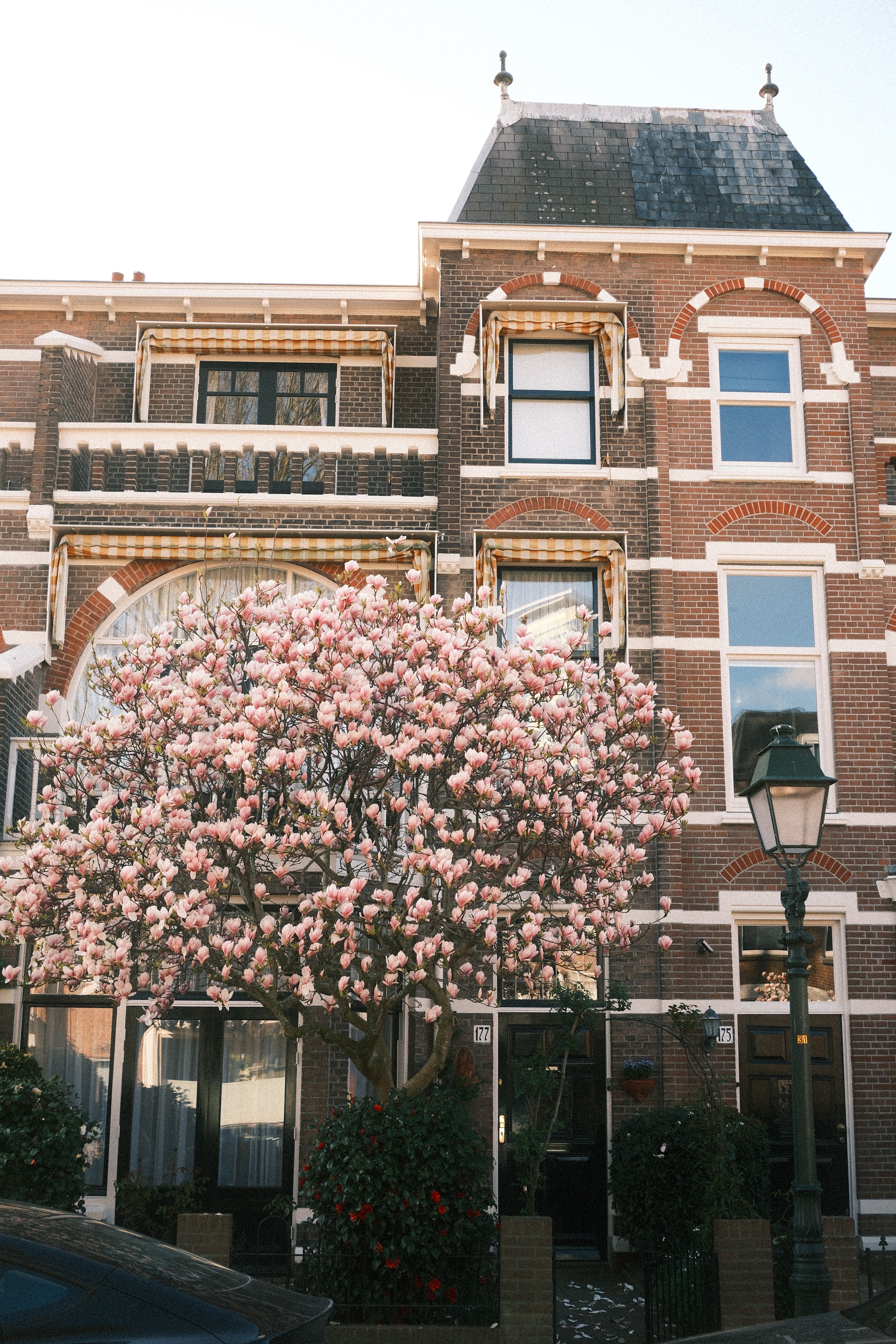 Beautiful 18th-century Dutch architecture in The Hague with cherry blossoms in early spring.