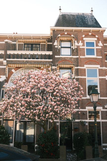 Beautiful 18th-century Dutch architecture in The Hague with cherry blossoms in early spring.
