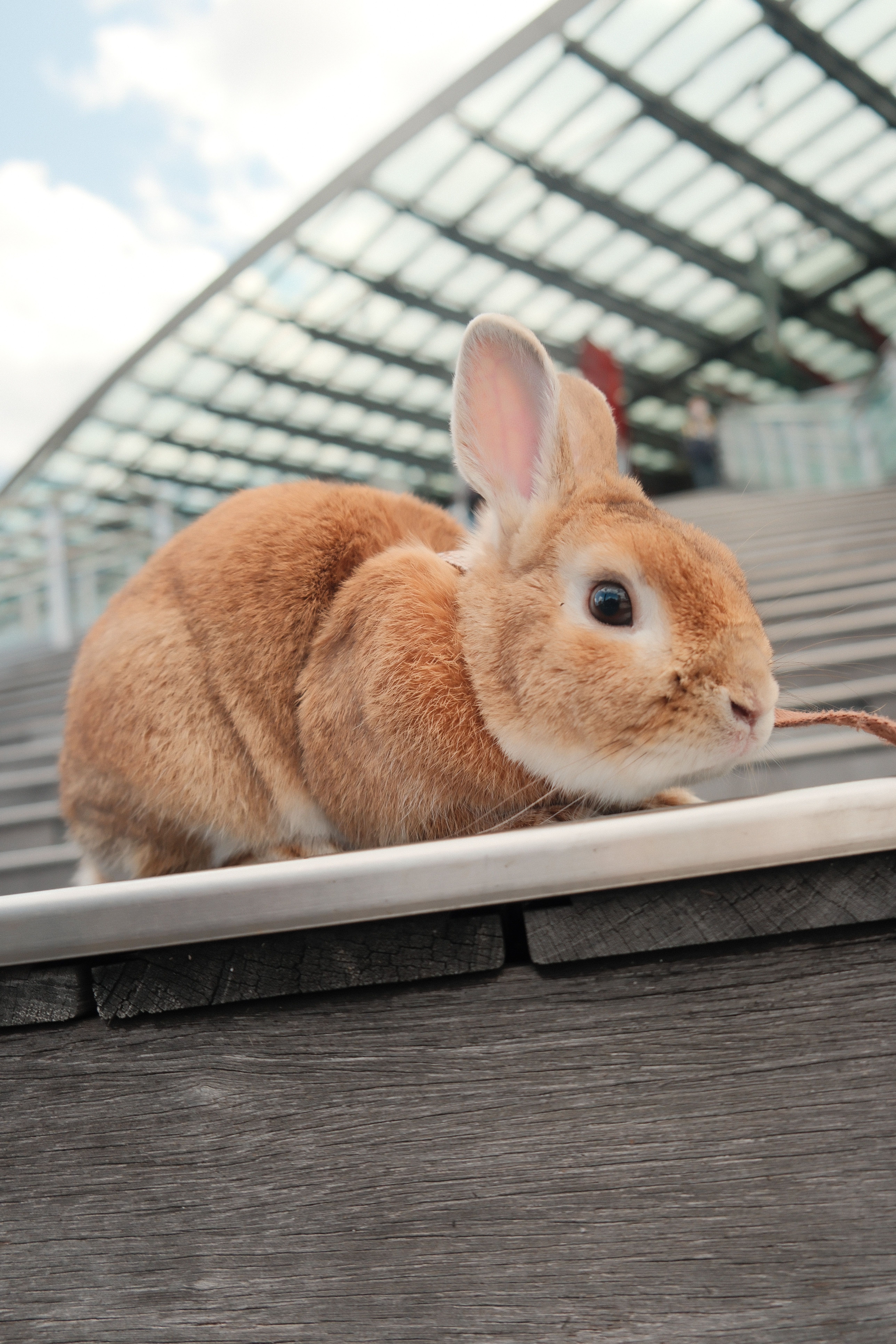 Adorable Brown Rabbit on Urban Steps · Free Stock Photo