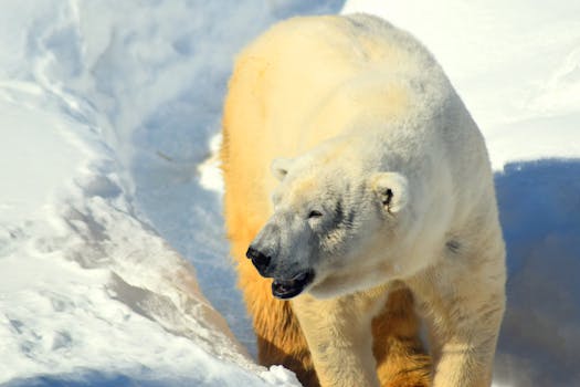 Polar bear photographed in winter snow in Sapporo, Japan, displaying natural wildlife behavior.