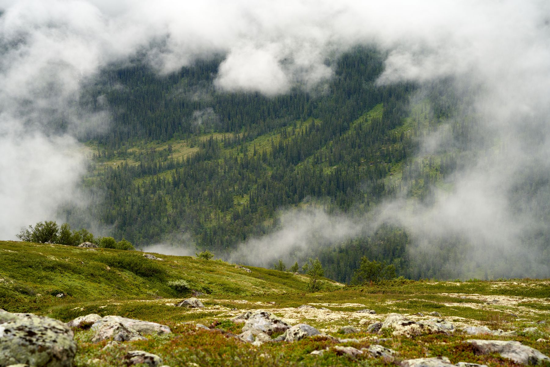 Misty highland landscape in northern Norway