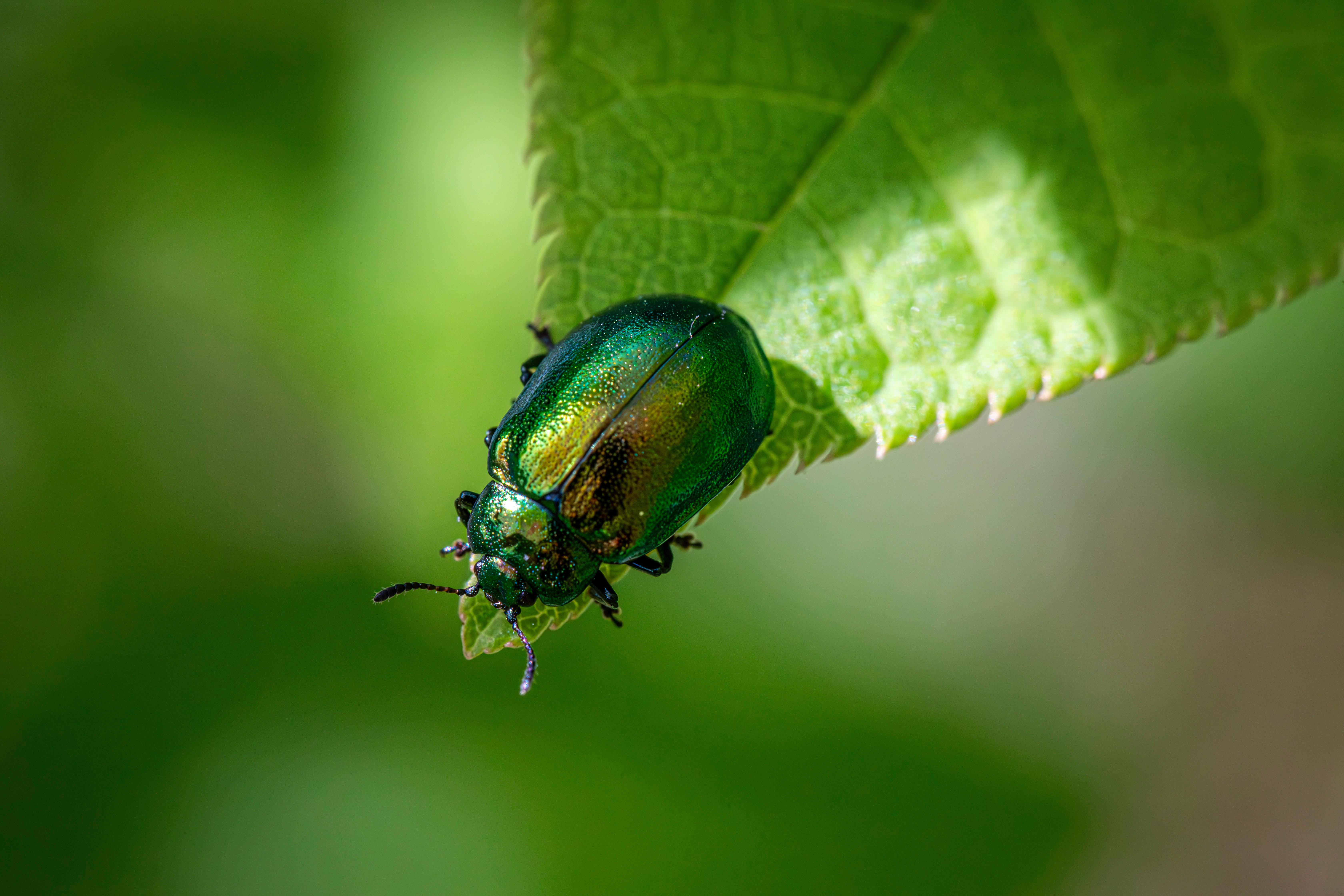 Detailed view of a shimmering metallic beetle on a green leaf.