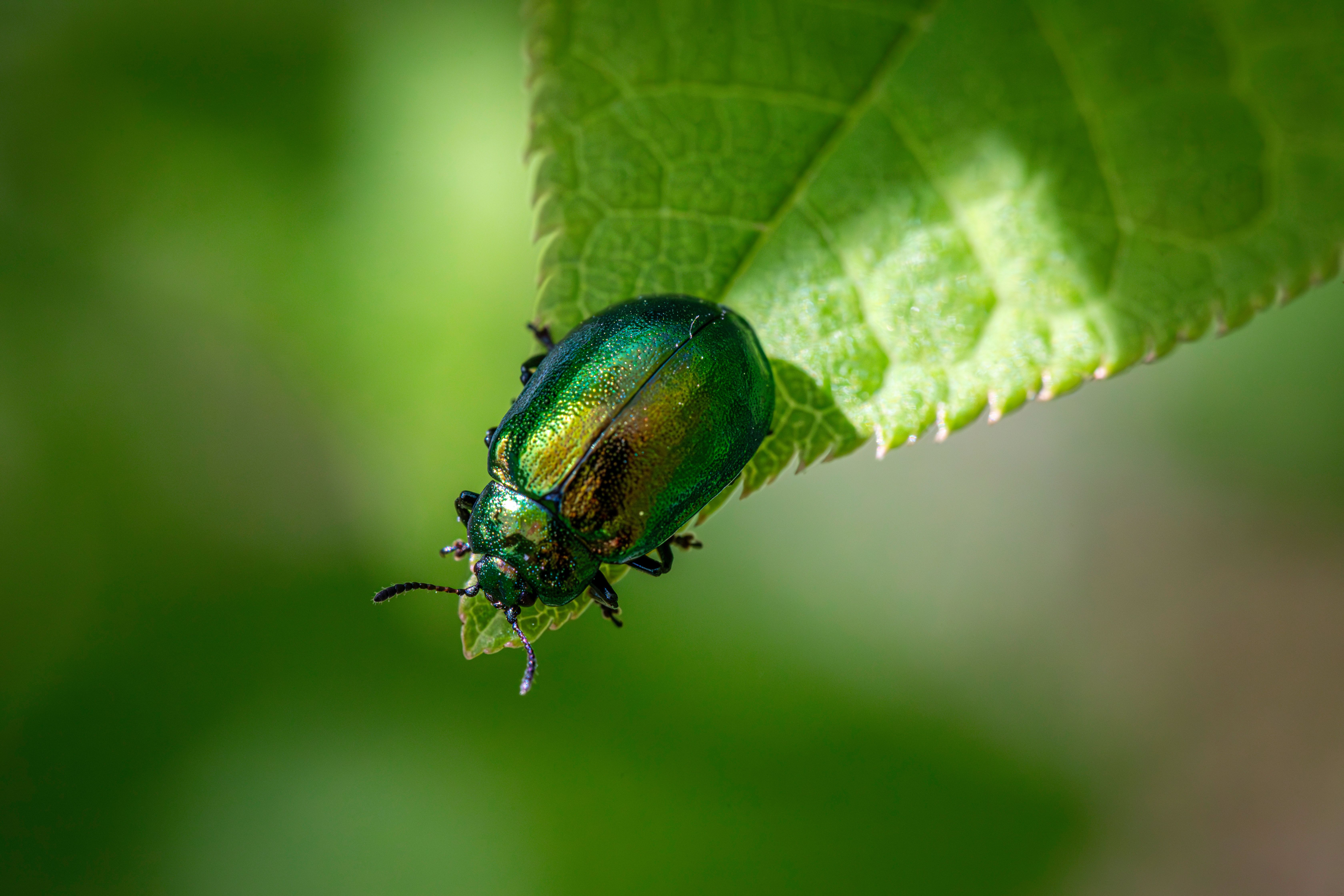 close-up-of-a-metallic-leaf-beetle-on-a-leaf-free-stock-photo