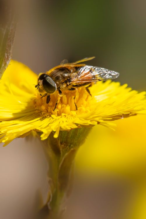 Free Close-up of a hoverfly resting on a vibrant yellow dandelion, showcasing nature's detail. Stock Photo