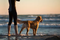 在安大略省索布尔海滩，一只金毛猎犬和一名女子正享受宁静的日落